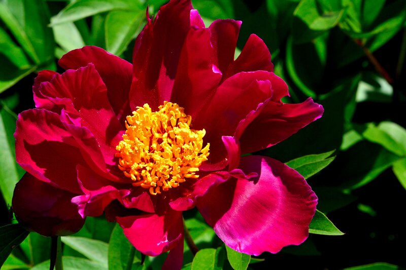 Red Peony Flower — Vibrant, Afternoon, Photograph, Yellow Center