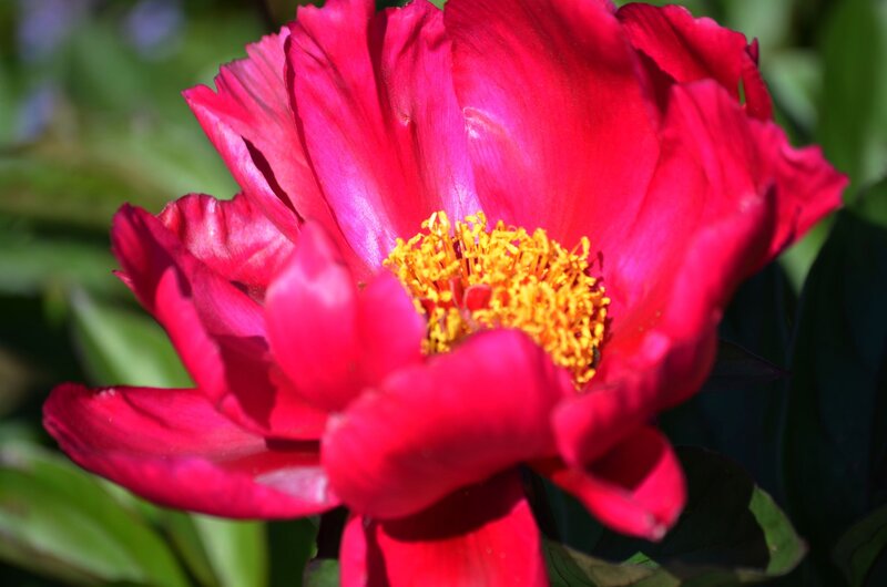 Red Peony Flower — Vibrant, Afternoon, Photograph, Yellow Stamen
