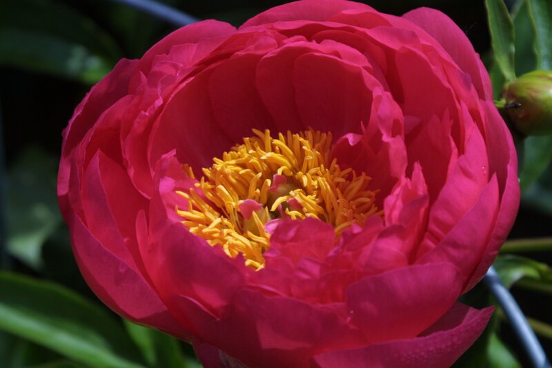 Red Peony Flower — Vibrant, Afternoon