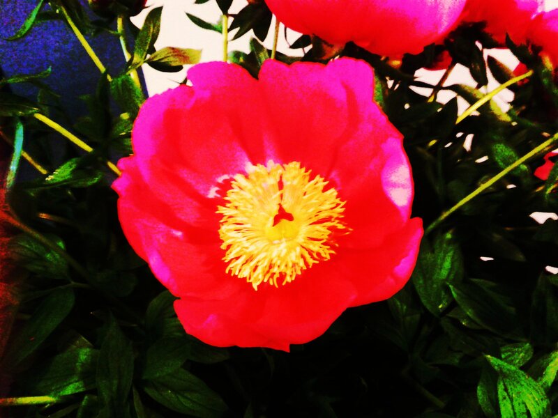 Red Peony Flower — Vibrant, Photograph