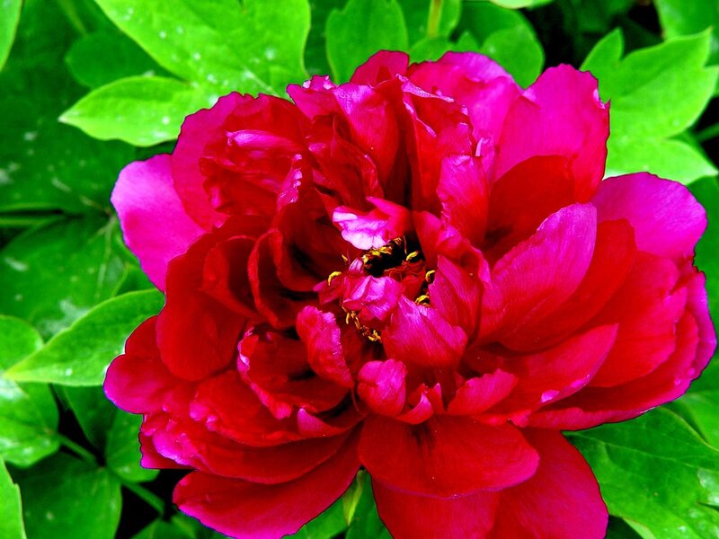 Red Peony Flower — Vibrant
