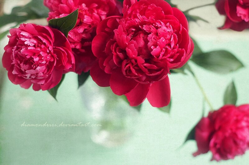 Red Peony Flowers — Calm