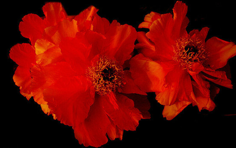 Red Peony Flowers — Dramatic
