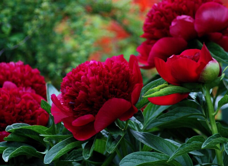 Red Peony Flowers — Natural, Summer