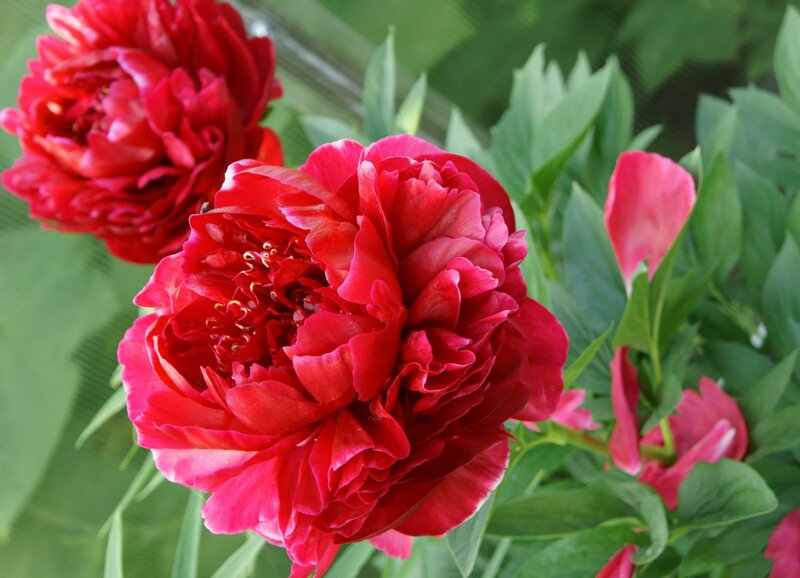 Red Peony Flowers — Natural