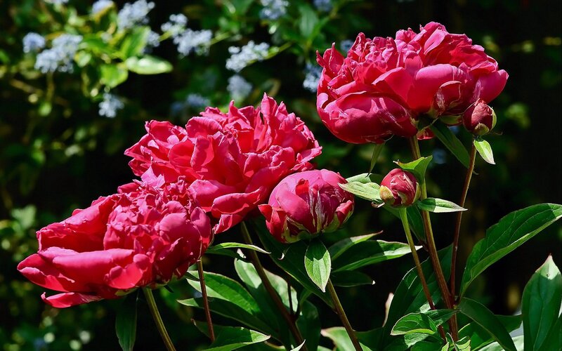 Red Peony Flowers — Serene, Afternoon, Photograph, Buds, Leaves