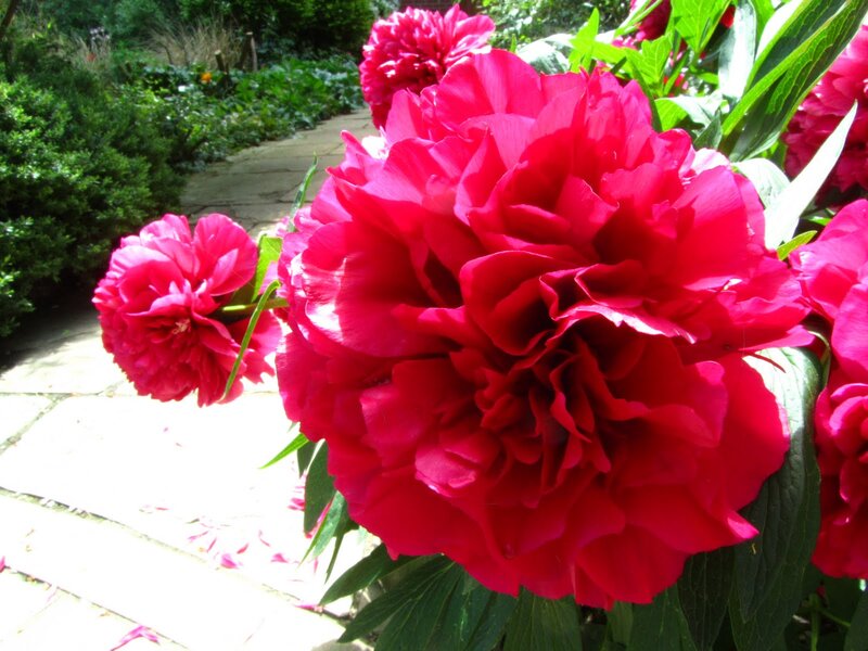Red Peony Flowers — Serene, Afternoon