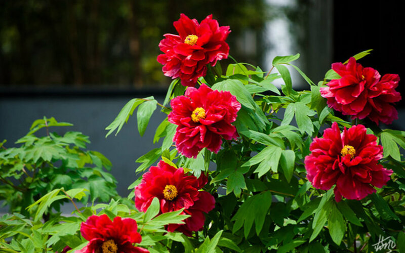 Red Peony Flowers — Serene, Spring, Photograph
