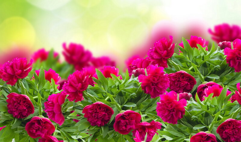 Red Peony Flowers — Serene, Spring