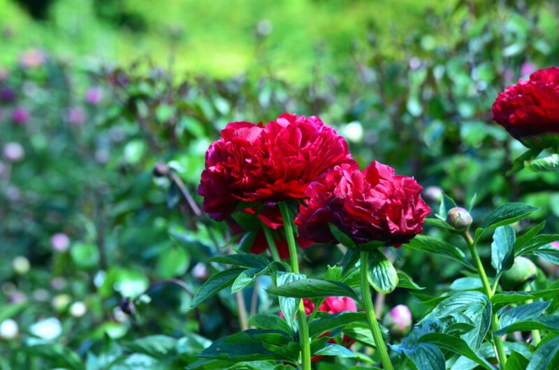 Red Peony Flowers — Serene, Summer, Photograph, Green Leaves