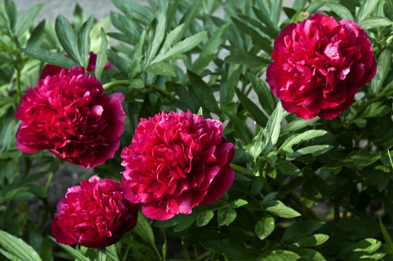 Red Peony Flowers — Serene, Summer, Photograph