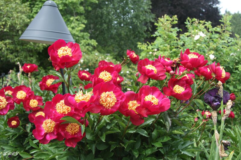 Red Peony Flowers — Serene, Summer