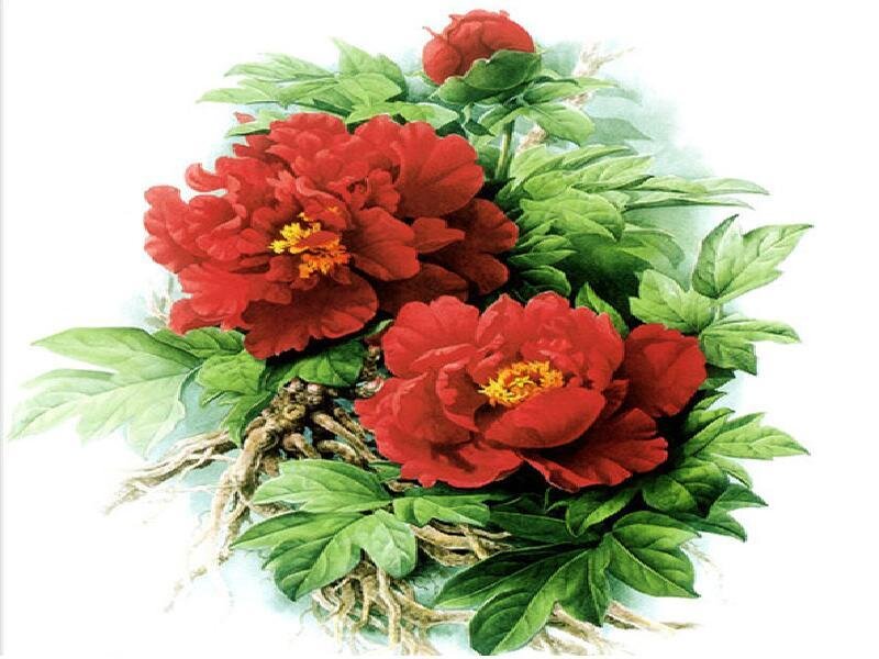 Red Peony Flowers