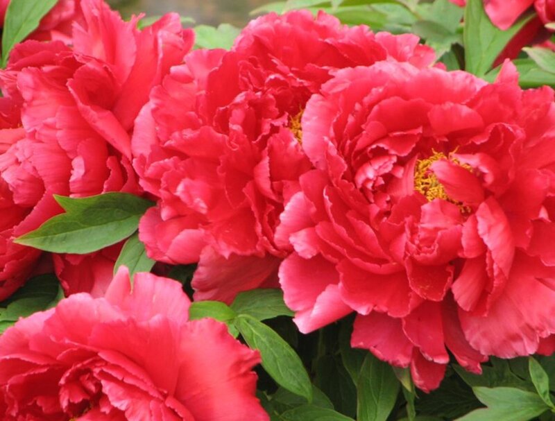 Red Peony Flowers — Vibrant