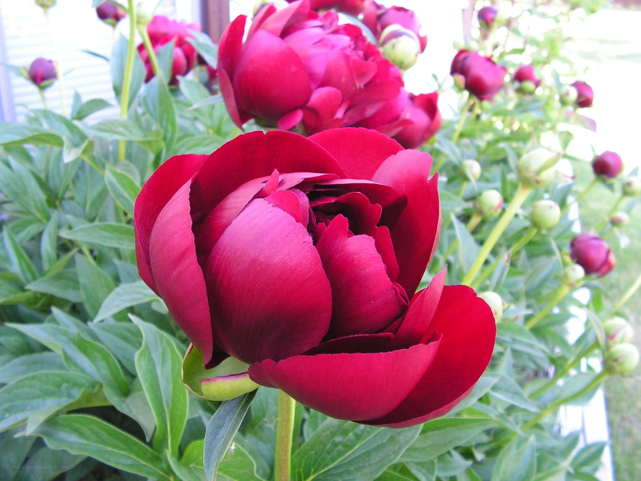 Red peony in full bloom