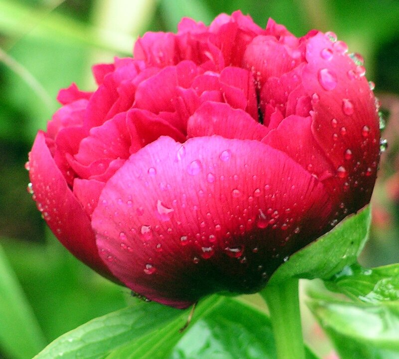 Red peony with water droplets