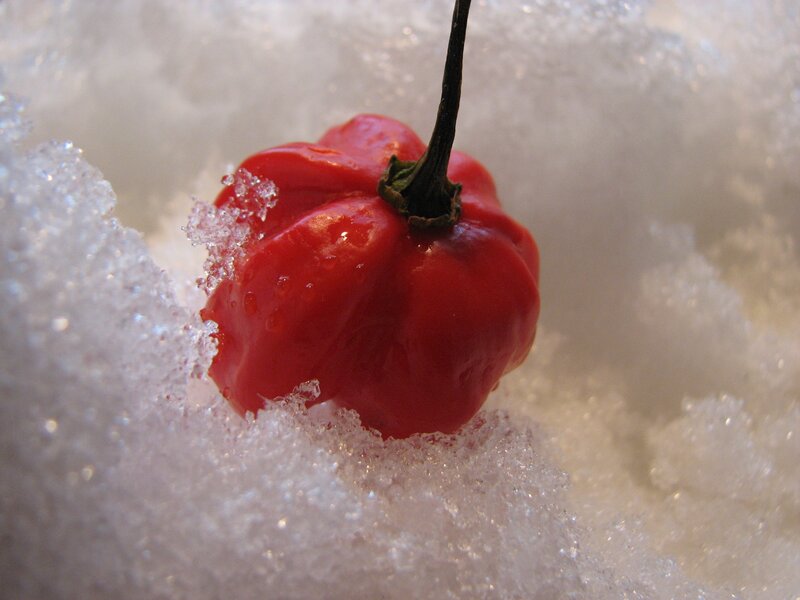 Red pepper in snow