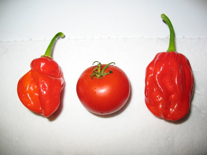 Red peppers and tomato on white