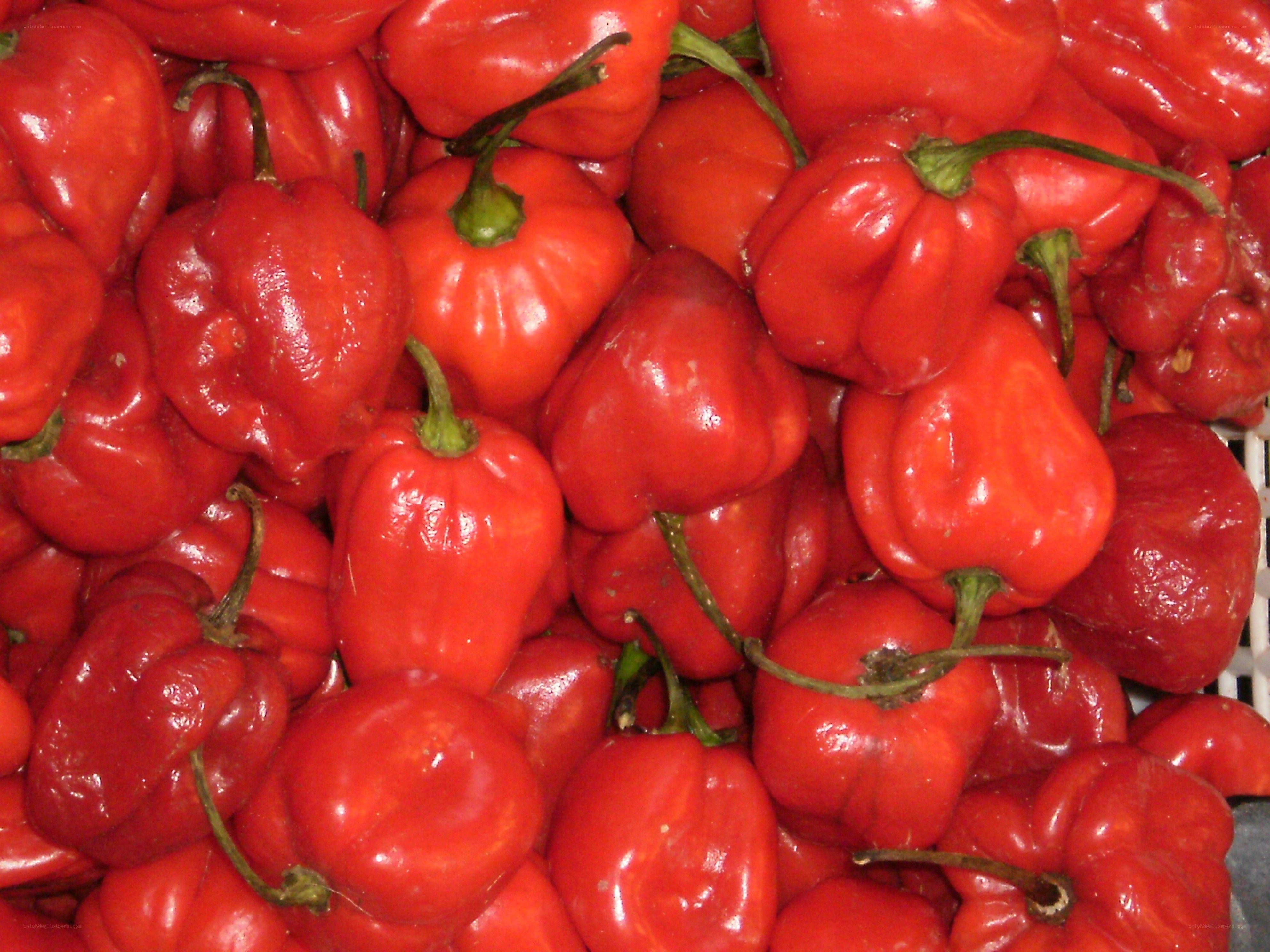Red peppers in a pile