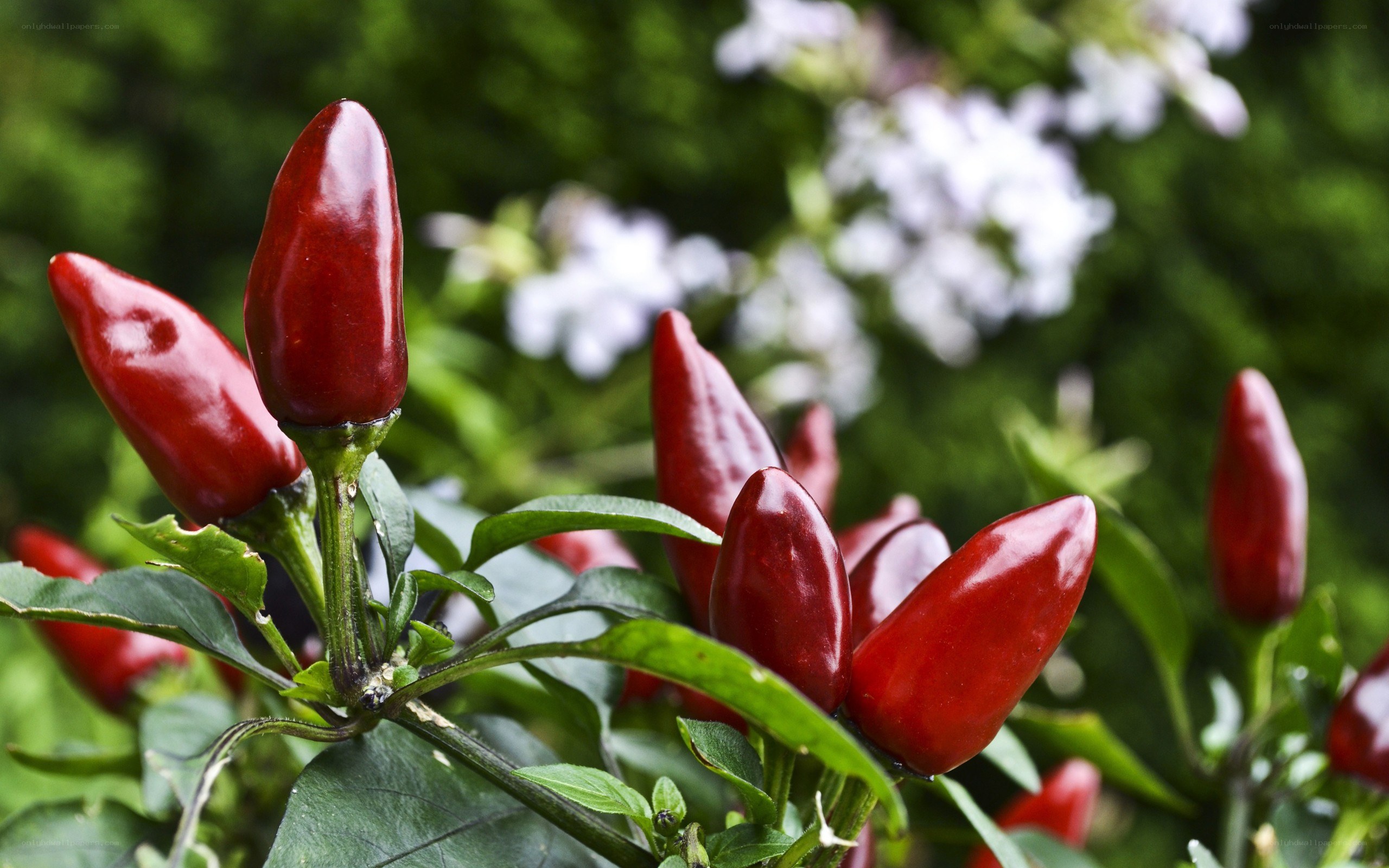 Red peppers on a plant
