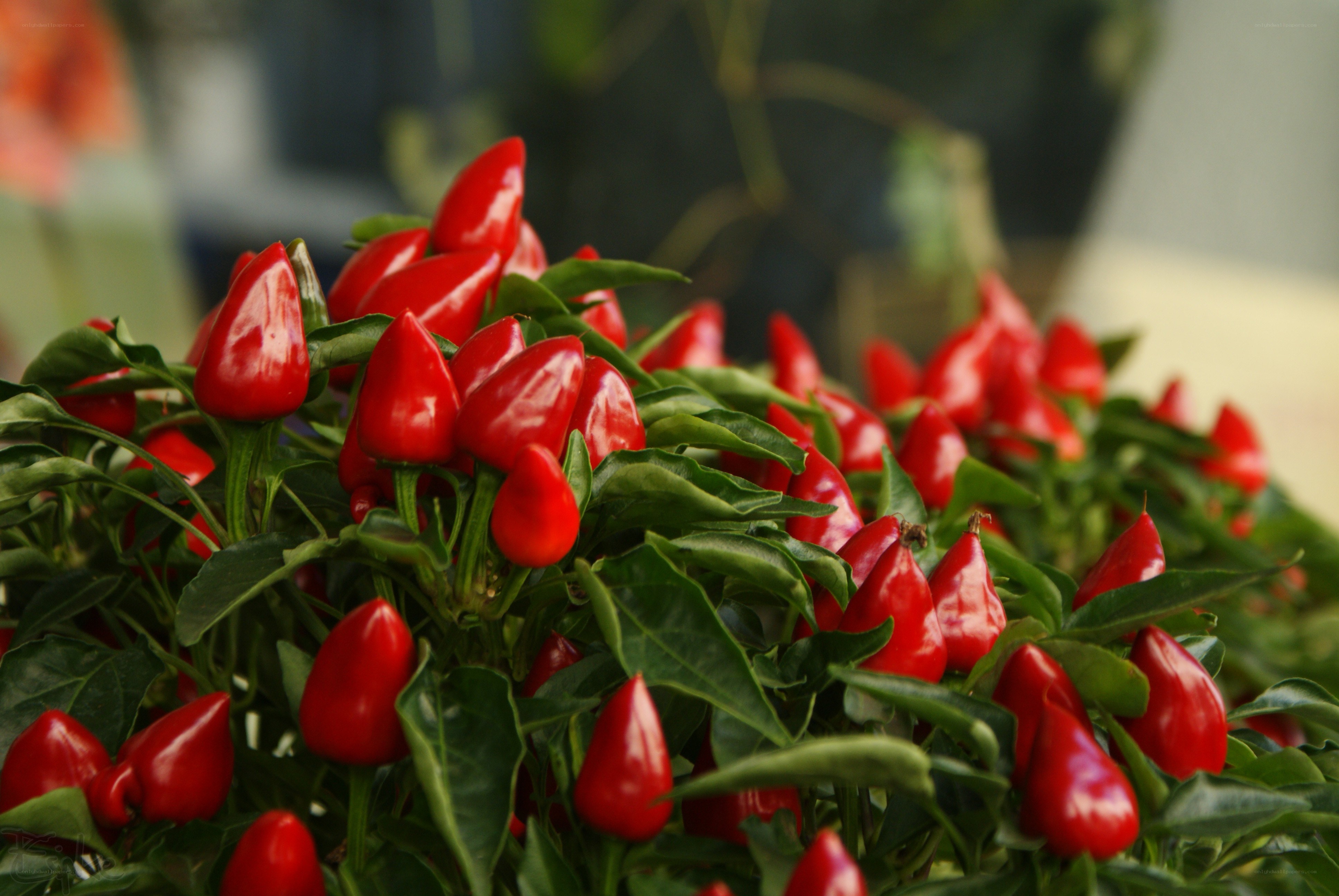 Red peppers on a plant