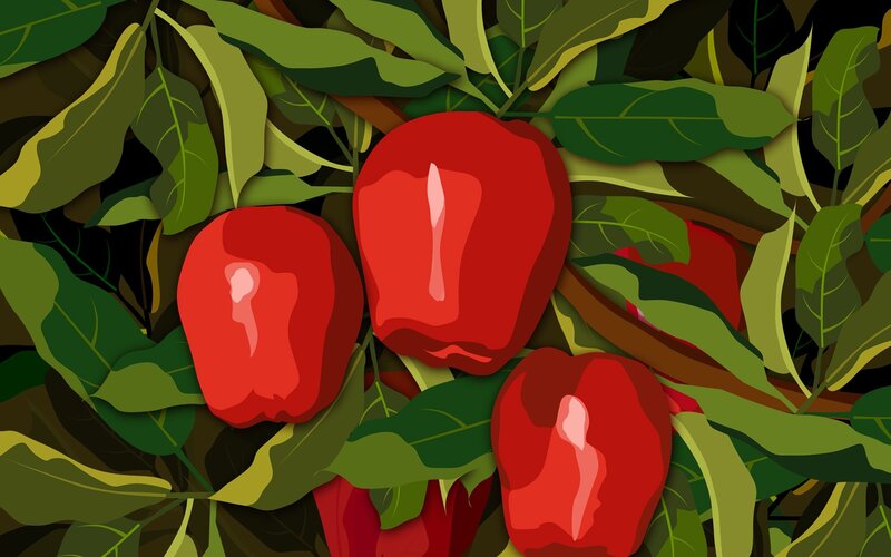 Red Peppers on a Plant — Natural, Illustration