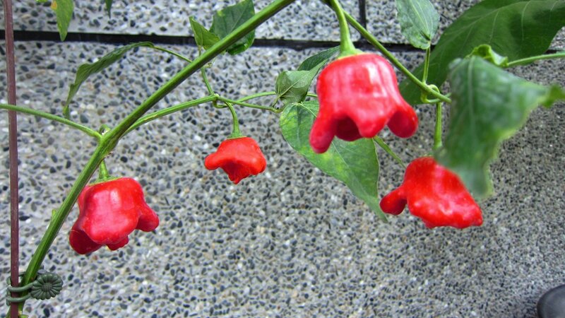 Red Peppers on a Plant — Natural, Photograph