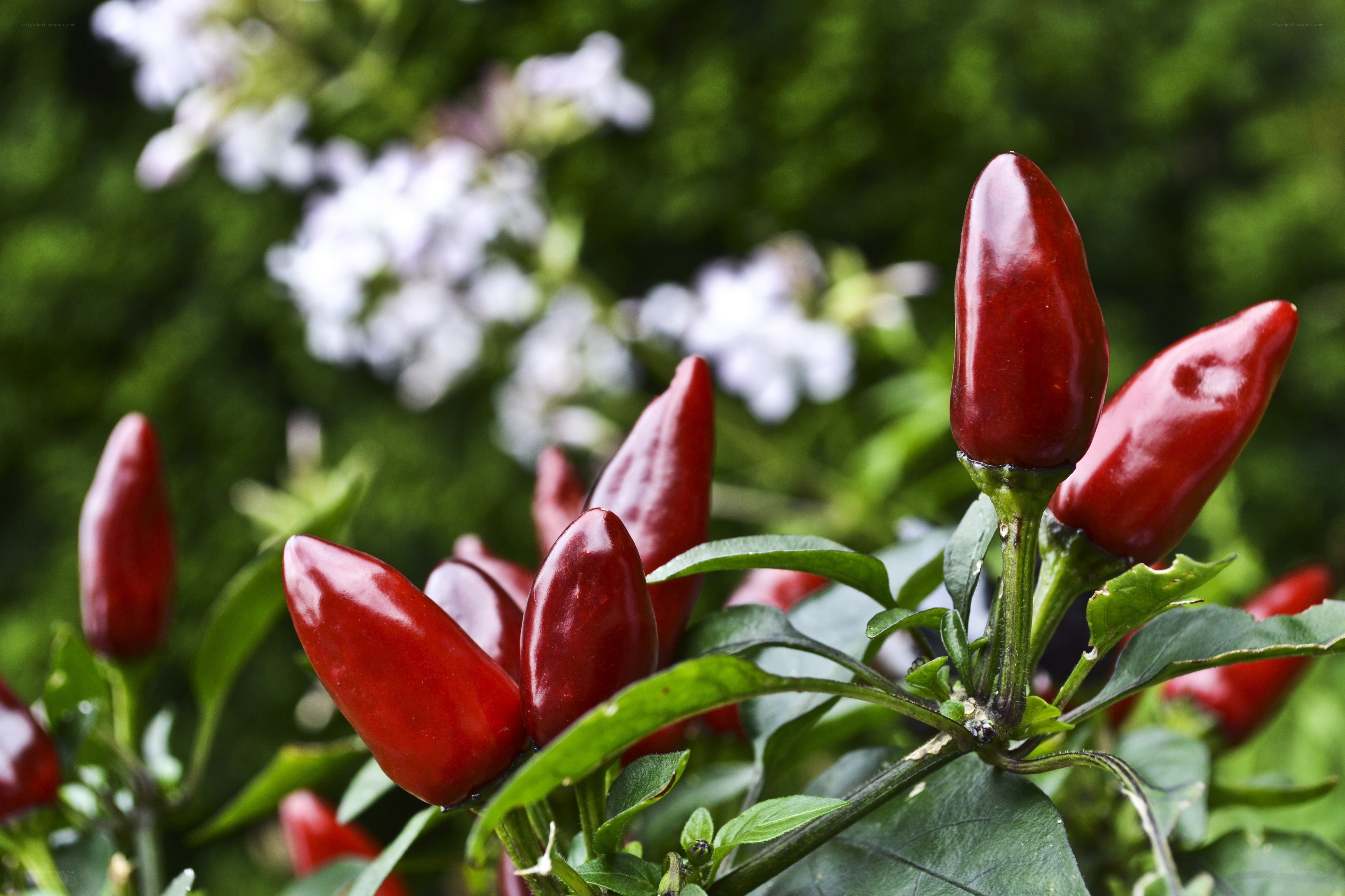 Red peppers on a plant