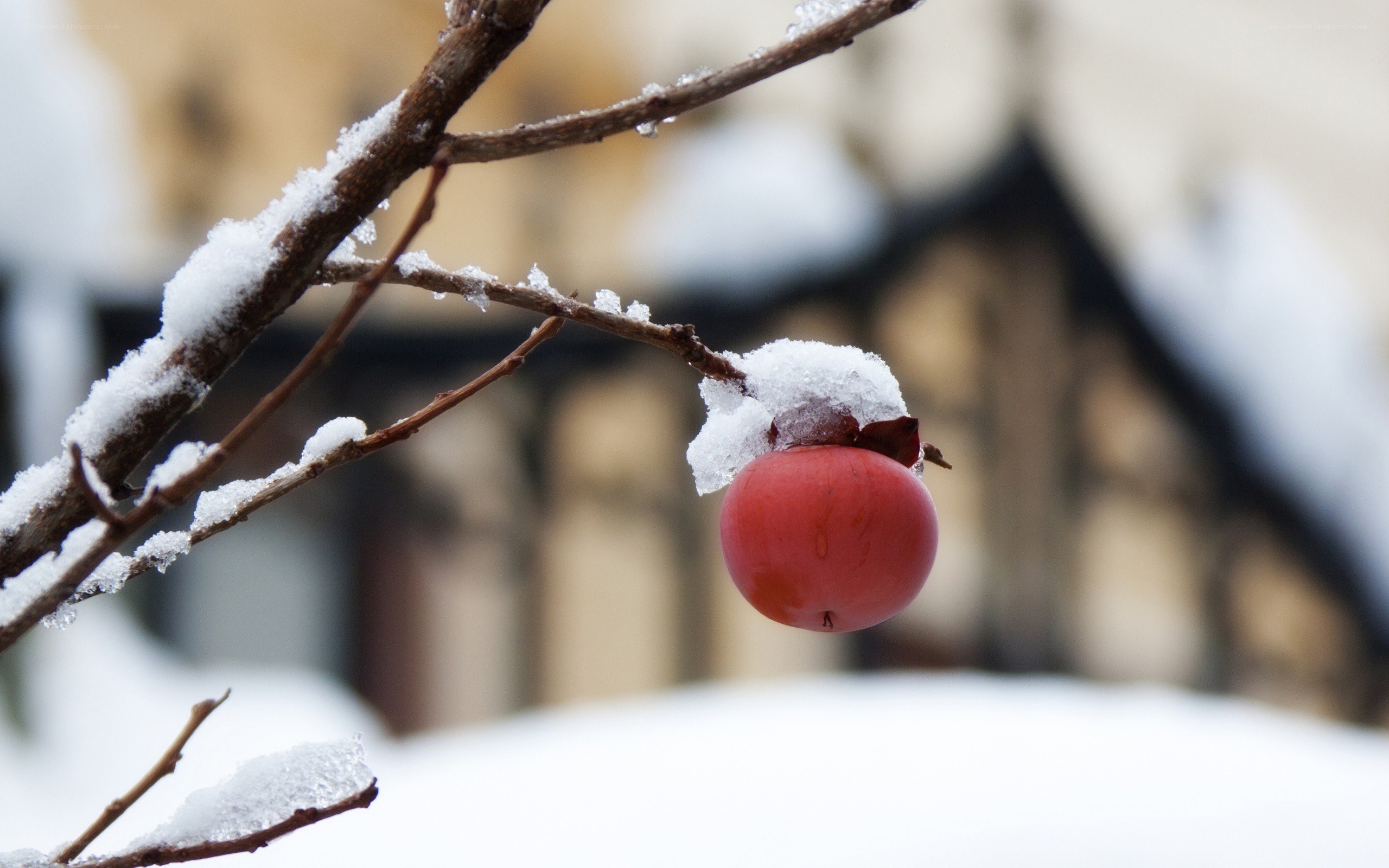 Red persimmon in snow