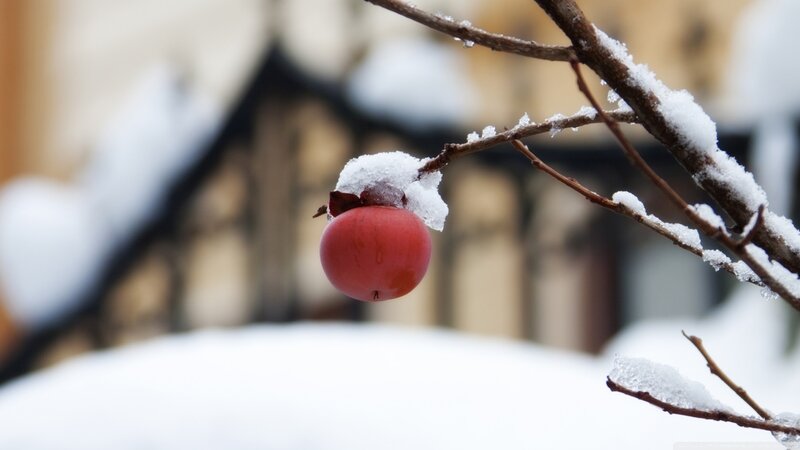 Red Persimmon on Branch