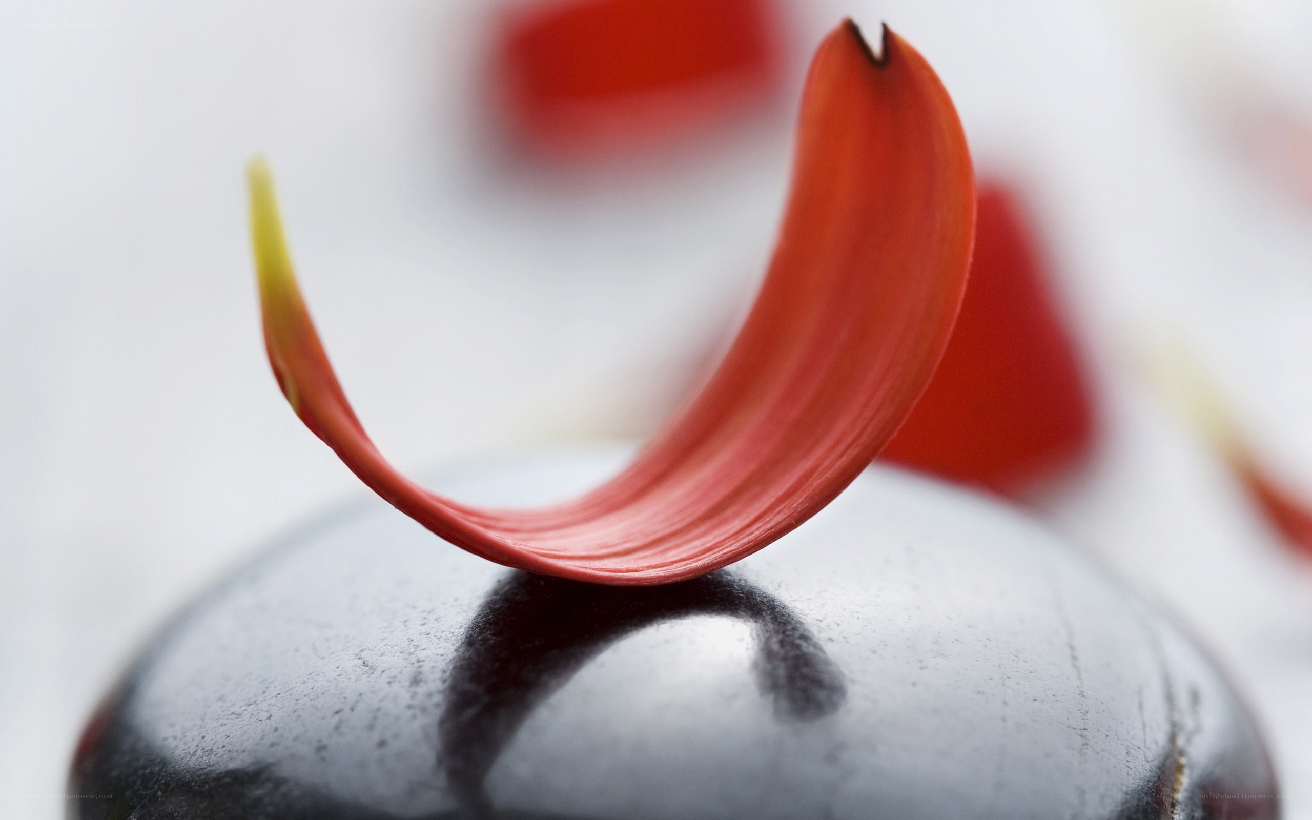 Red petal on black stone