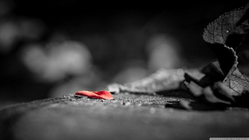 Red Petal on Ground