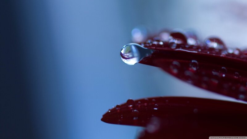 Red Petal with Water Droplet — Blue