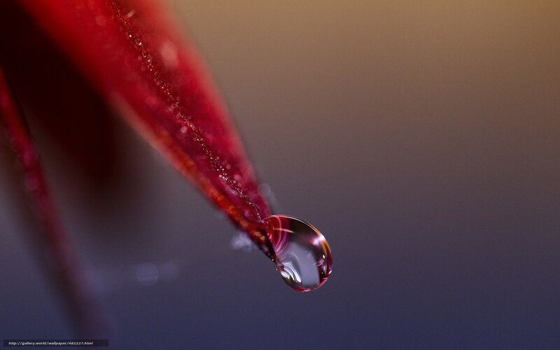 Red Petal with Water Droplet — Dramatic, Sunset