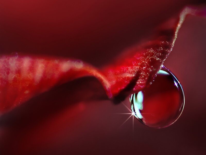 Red Petal with Water Droplet — Dramatic