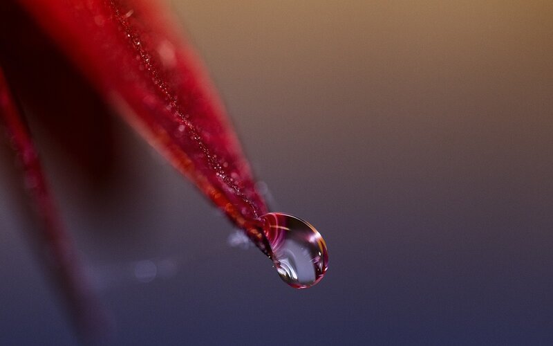 Red Petal with Water Droplet — Serene