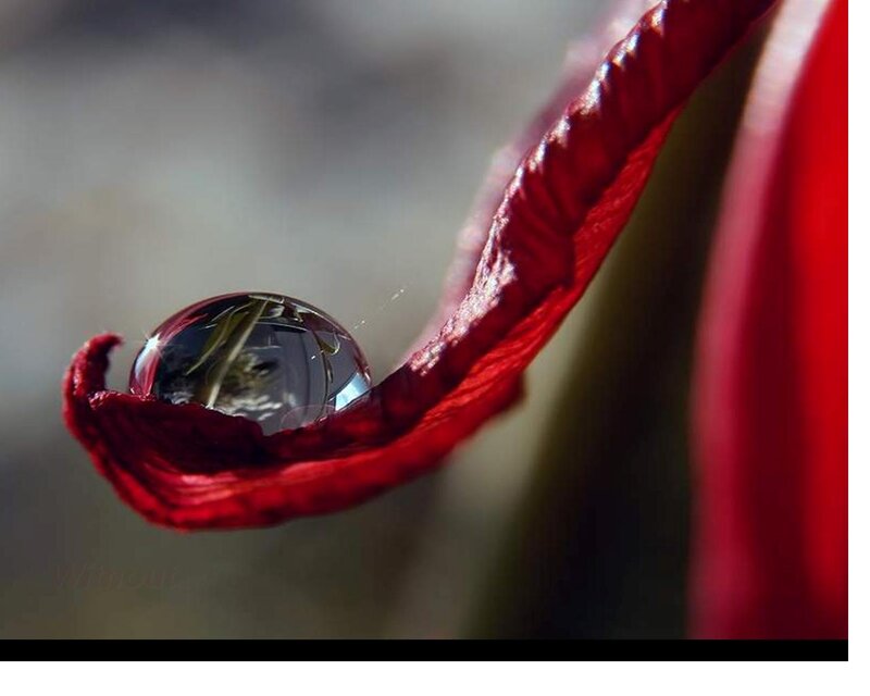 Red Petal with Water Droplet