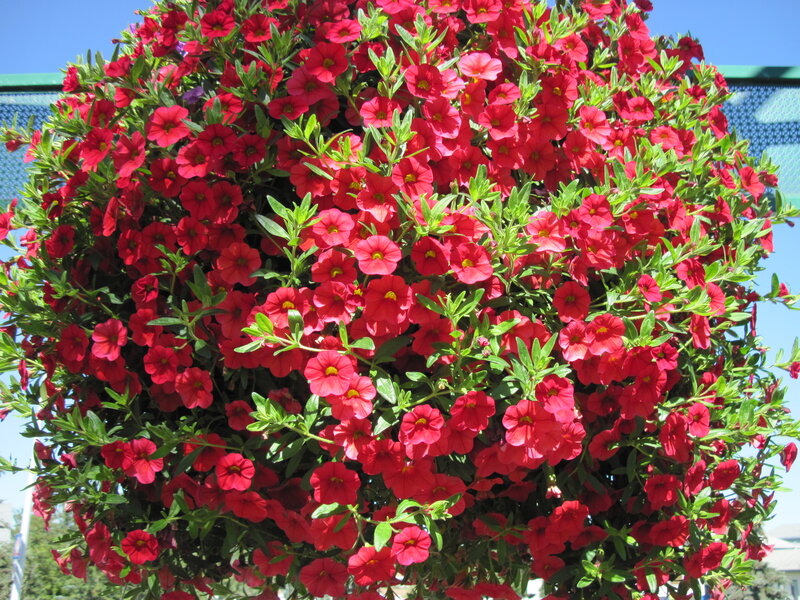 Red Petunia Basket