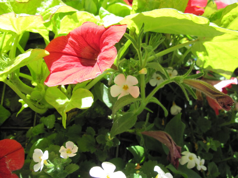 Red Petunia Flower — Bright