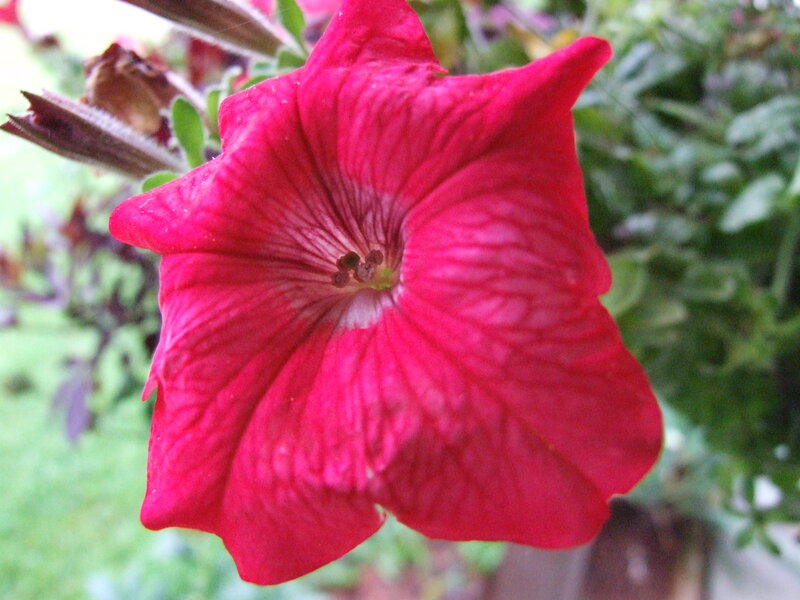 Red Petunia Flower — Calm, Afternoon, Photograph