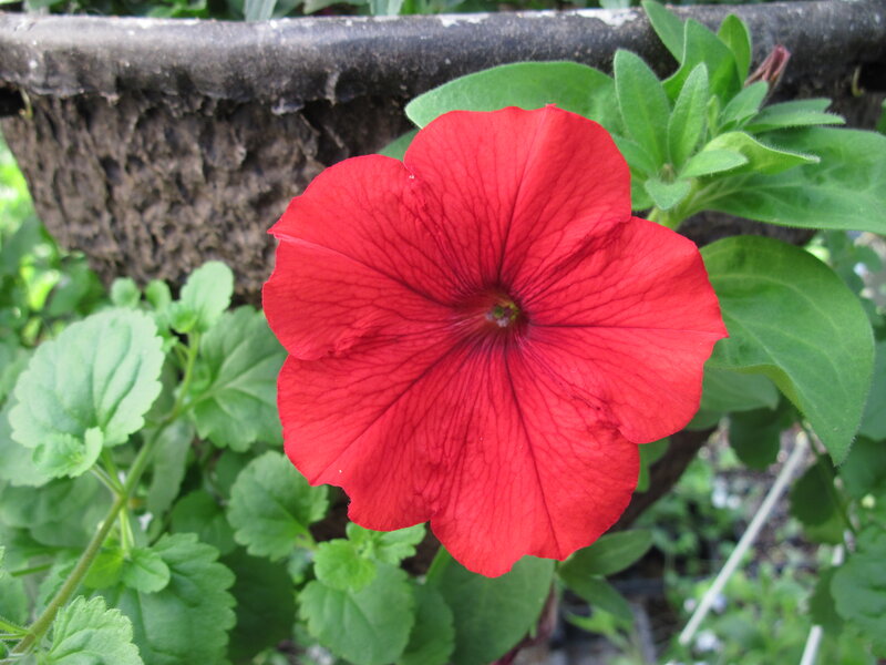 Red Petunia Flower — Calm, Afternoon
