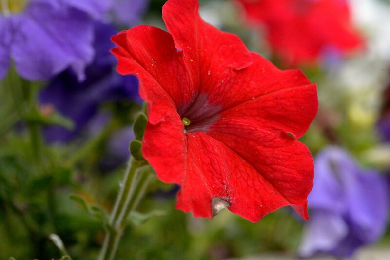 Red Petunia Flower — Calm, Photograph, Purple Flowers