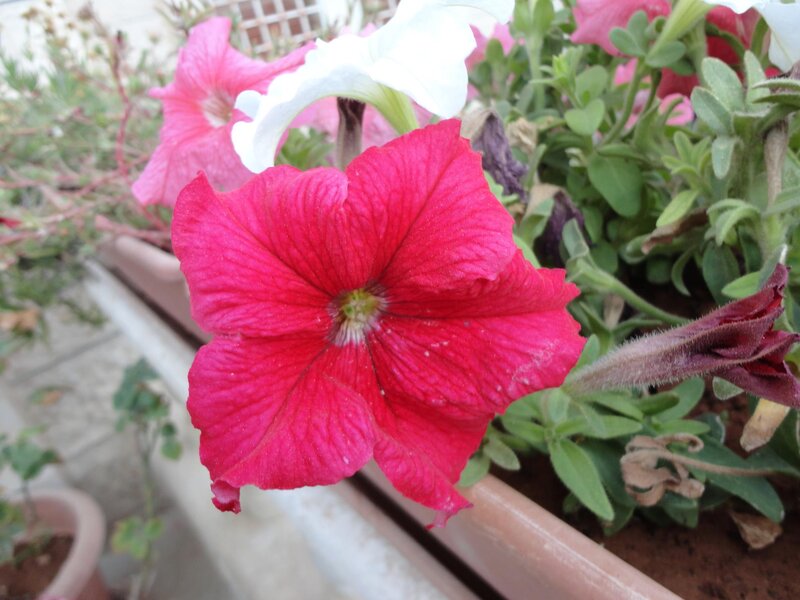 Red Petunia Flower — Calm