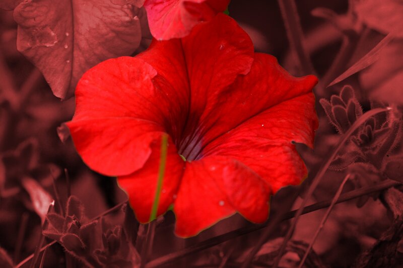 Red Petunia Flower — Dramatic