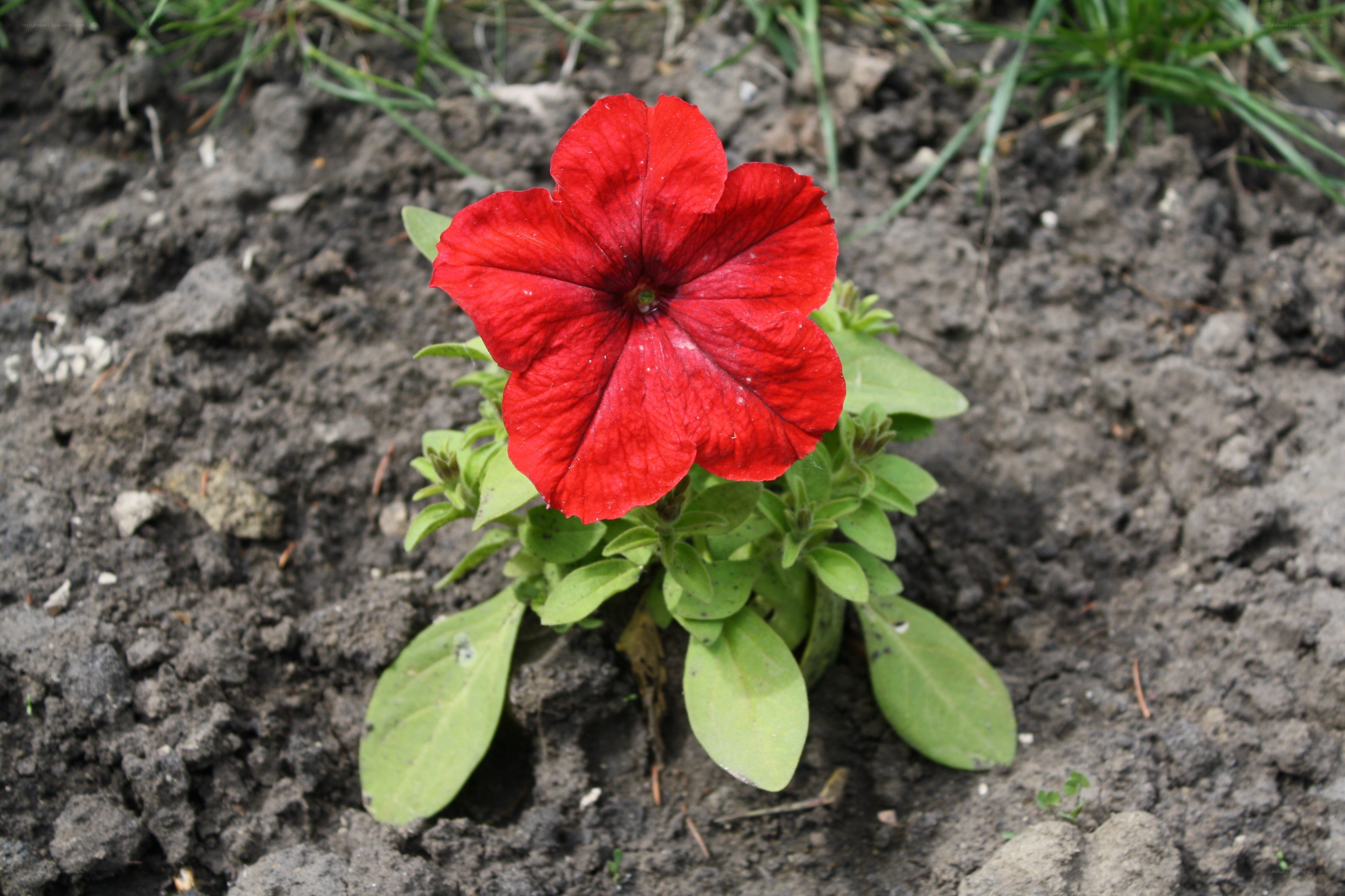 Red petunia flower in soil