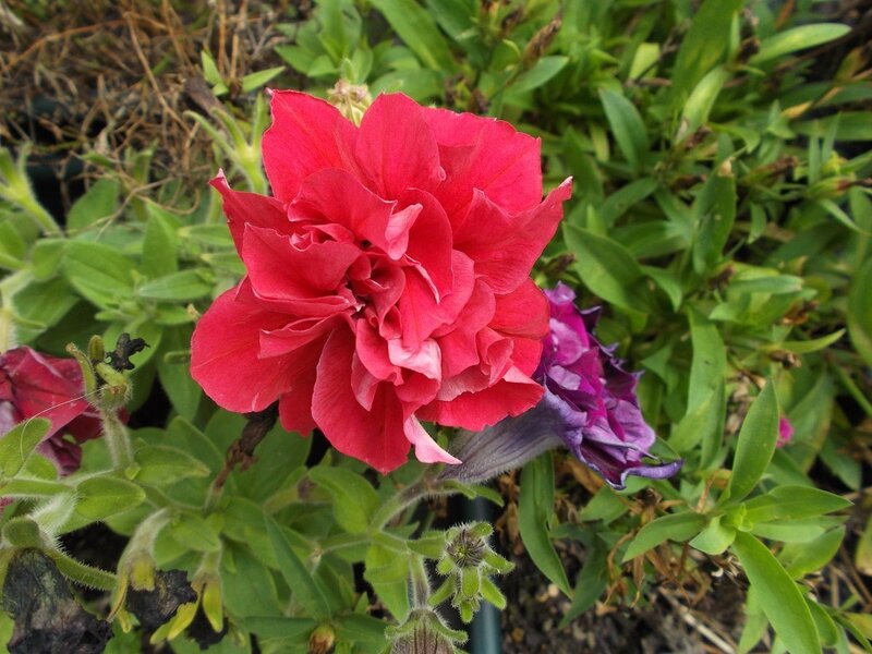 Red Petunia Flower — Natural, Afternoon