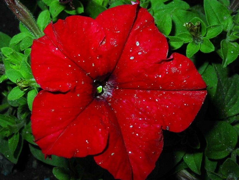 Red Petunia Flower — Natural, Night