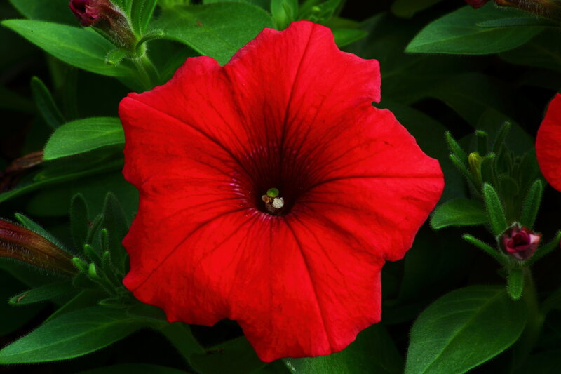 Red Petunia Flower — Natural