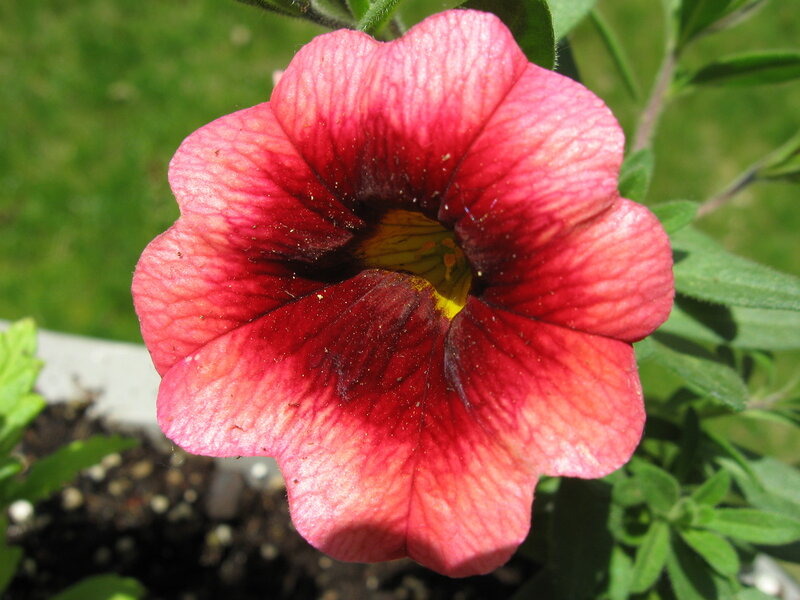 Red Petunia Flower