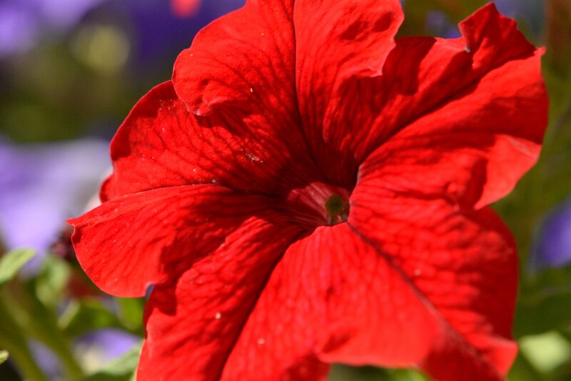 Red Petunia Flower — Vibrant, Afternoon